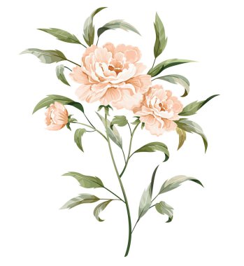 Peach rosy peony with a stem and leaves isolated on white background.