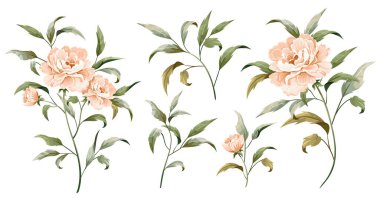 Vector set floral bouquet design garden flower peony. Natural branches and green leaves. Vector elegant rustic greeting, Invitation, wedding, communion, postcard