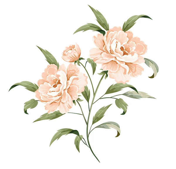 Peach rosy peony with a stem and leaves isolated on white background.