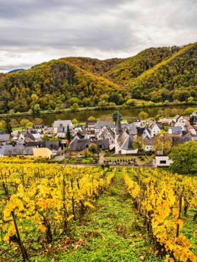 Moselle nehri üzerindeki Bruttig-Fankel köyü ve Cochem-Zell, Almanya 'daki renkli üzüm bağları