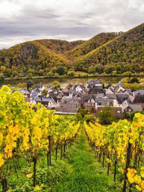Moselle nehri üzerindeki Bruttig-Fankel köyü ve Cochem-Zell, Almanya 'da sarı ve yeşil yapraklı üzüm bağları
