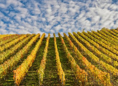 Bruttig-Fankel üzüm bağları, Rhineland-Palatinate, Almanya 'da Cochem-Zell ilçesi.