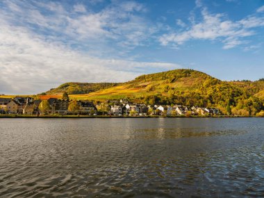 Cochem-Zell, Almanya 'da Moselle nehrinde sonbahar sırasında Ellenz-Poltersdorf renkli köy üzüm bağları