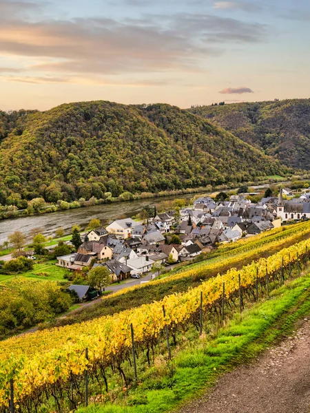 Bruttig Fankel Dorf Der Mosel Und Herbstliche Weinberge Cochem Zell — Stockfoto