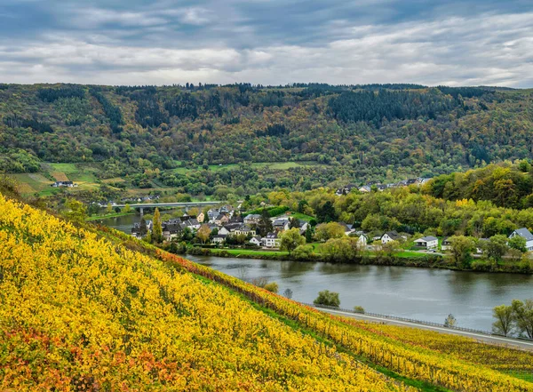Senhals village in the valley along Moselle river bank between rolling hills and steep vineyards in Cochem-Zell district, Germany