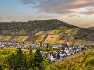 Almanya 'nın Cochem-Zell kentinde sonbahar günbatımında Bruttig-Fankel köy evleri, kilise ve sarp üzüm bağları