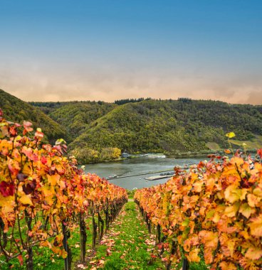 Moselle nehri üzerindeki Bruttig-Fankel köyünde renkli üzüm bağları ve Almanya 'nın Cochem-Zell kentindeki dağ ormanları