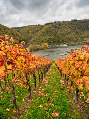 Moselle nehri üzerindeki Bruttig-Fankel köyünde renkli üzüm bağları ve Almanya 'nın Cochem-Zell kentindeki dağ ormanları