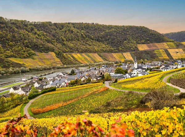 德国Cochem Zell的Bruttig Fankel村和Moselle河陡峭的五彩缤纷的葡萄园 — 图库照片