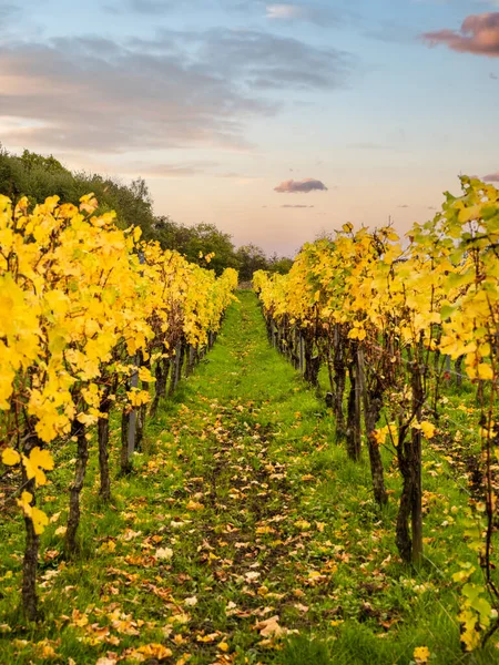 Stock image Rows of autumn vineyards in Bruttig-Fankel village, Cochem-Zell, Germany