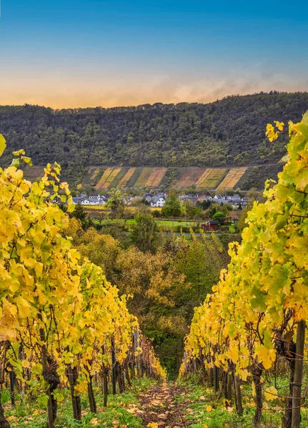 Rows Bright Colour Vineyards Bruttig Fankel Village Cochem Zell Germany — Stock Photo, Image