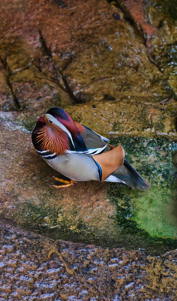 Mandarin duck standing on wet rocks after swimming