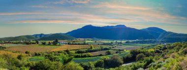 Rows of vines nestle in the valley, surrounded by majestic mountains in Oudtshoorn, Garden route, Western Cape, South Africa clipart