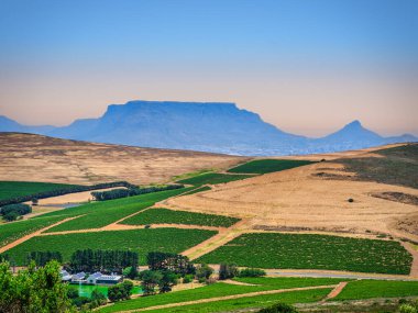 Durbanville üzüm bağları ve arka planda masa dağı açık bir yaz öğleden sonra, Cape Town, Güney Afrika