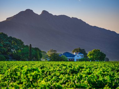 A wine farm house in the middle of a winery wiht mountain in the background, Worcester, Western Cape, South Africa clipart