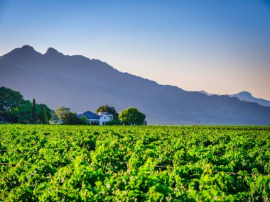 Worcester, Western Cape, Güney Afrika 'da günbatımında şaraphanenin ortasında bir çiftlik evi.