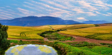 Altın buğday çiftliklerinin panoramik manzarası ve uzaktaki dağlarla yuvarlanan tepeler, Overberg bölgesinde bahar günbatımında, Batı Burnu, Güney Afrika.