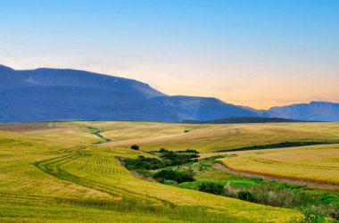 Güneş dağın arkasında batıyor, buğday tarlaları ve yuvarlanan tepeler üzerine altın bir parıltı saçıyor, Overberg, Batı Burnu, Güney Afrika, bir bahar akşamı.