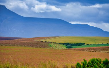 Altın buğday tarlaları ve bulutlar Overberg bölgesinde, Batı Burnu, Güney Afrika 'da, sakin bir bahar akşamında