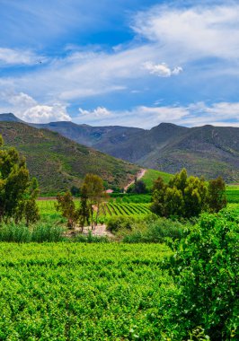 Robertson şarap vadisi ve çakıl yolunun dikey çekimi Langeberg Dağları, Batı Burnu, Güney Afrika