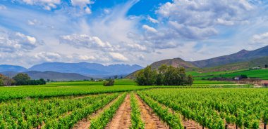 Arka planda Langeberg Dağları, Robertson, Western Cape, Güney Afrika