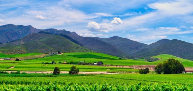 Robertson şarap vadisinde kayan tepeler ve mavi gökyüzü arka planda Langeberg Dağları, Batı Burnu, Güney Afrika