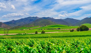 Beyaz bulutlu açık mavi gökyüzünün altında sarmaşık ve yuvarlanan tepeler, arka planda Langeberg Dağları, Robertson, Batı Burnu, Güney Afrika