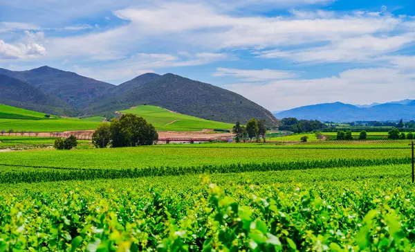 Robertson Vadisi ve sarmaşık yamaçları, arka planda Langeberg Dağları, mavi gökyüzü, Batı Burnu, Güney Afrika