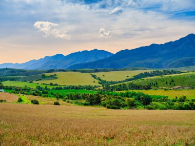 Arka planda Langeberg Dağları, Swellendam, Batı Burnu, Güney Afrika 'da Rolling Hills ve altın buğday tarlaları
