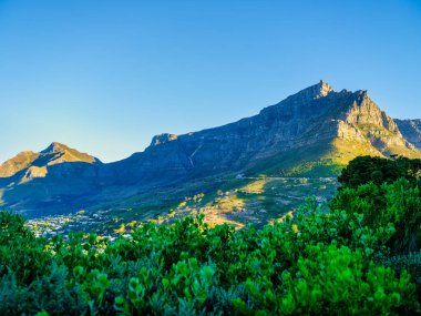 Sinyal Tepesi, Cape Town, Güney Afrika 'dan yemyeşil fynbos çerçeveli Masa Dağı