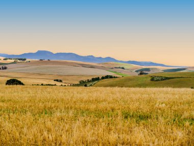 Overberg 'in altın renkli tepeleri gün batımında, Batı Burnu, Güney Afrika