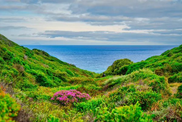 yemyeşil yapraklar ve okyanusa uzanan çiçeklerle dolu vadi Smitswinkel Körfezi, Cape Peninsula, Güney Afrika