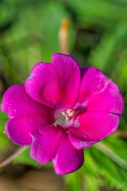 İlkbaharda, Cape Town, Güney Afrika 'da Pembe İmpatiens çiçeğinin yakın plan çekimi.