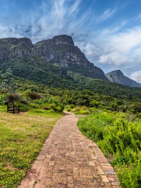 Kirstenbosch Ulusal Botanik Bahçesi, Cape Town, Güney Afrika 'daki yemyeşil bitki ve ağaçların arasından dağa çıkan Paved geçidi.