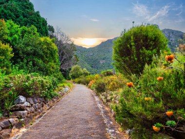 Kirstenbosch Ulusal Botanik Bahçesi, Cape Town, Güney Afrika 'daki renkli çiçeklerin arasından dağa çıkan Paved geçidi.