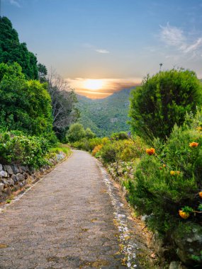 Kirstenbosch Ulusal Botanik Bahçesi, Cape Town, Güney Afrika 'daki renkli çiçeklerin arasından dağa çıkan asfalt yolun dikey görüntüsü.