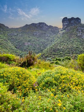 Günbatımında arka planda sarı çiçekler ve dağlar denizi Kirstenbosch Ulusal Botanik Bahçesi, Cape Town, Güney Afrika