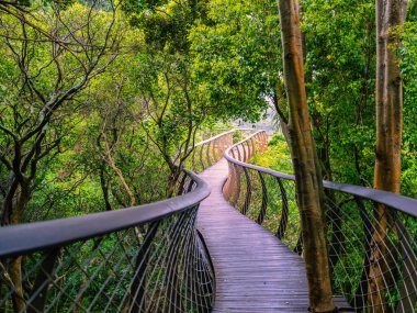 Kirstenbosch Ulusal Botanik Bahçesi, Cape Town, Güney Afrika 'daki ağaçların arasından geçen Kanopi Yolu
