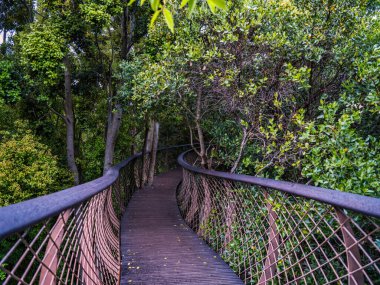 Kirstenbosch Ulusal Botanik Bahçesi, Cape Town, Güney Afrika 'da ağaçların ve sık çalıların arasında gezinen tepe yolu.