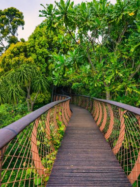 Kirstenbosch Ulusal Botanik Bahçesi, Cape Town, Güney Afrika 'da ağaçların ve sık çalılıkların arasından dolambaçlı bir tepe yolu.