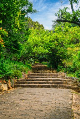 Kirstenbosch Ulusal Botanik Bahçesi, Cape Town, Güney Afrika 'daki ağaçlarla kaplı taş merdiven ve patika.