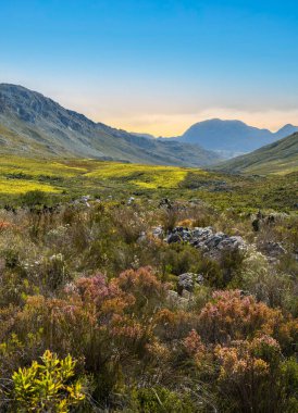 Kogelberg Doğa Rezervi ve Hottentots-Holland Dağı 'nın bahar aylarında renkli kır çiçekleriyle dikey çekimi, Batı Burnu, Güney Afrika.