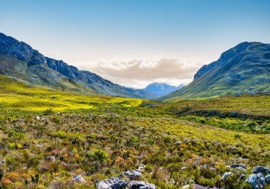 Kogelberg Doğa Rezervi ve Hottentots-Holland Dağı bahar aylarında renkli kır çiçekleriyle, Batı Burnu, Güney Afrika.