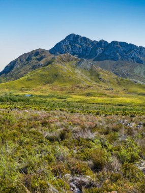 İlkbaharda Kogelberg Doğa Rezervi ve Hottentots-Holland Dağı, Batı Burnu, Güney Afrika
