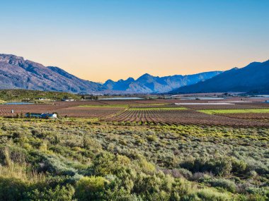 de doorns üzüm bağları, Cape Winelands bölgesi, Breede Vadisi, Batı Burnu, Güney Afrika