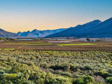 de doorns üzüm bağları, Cape Winelands bölgesi, Breede Vadisi, Batı Burnu, Güney Afrika