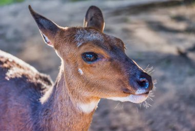 Cape Town, Güney Afrika 'da Cape Bushbuck' ın çalılıklardaki kafasının fotoğrafını çek.