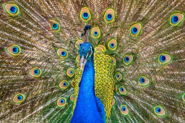 Erkek tavus kuşu dansının yakın plan çekimi, Cape Town, Güney Afrika