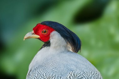 Güney Afrika Cape Town, Cape Town 'da kameraya bakan gümüş sülünü yakından çek.