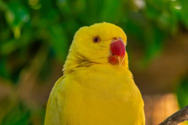 Sarı muhabbet kuşu bir ağaçta oturuyor, Cape Town, Güney Afrika